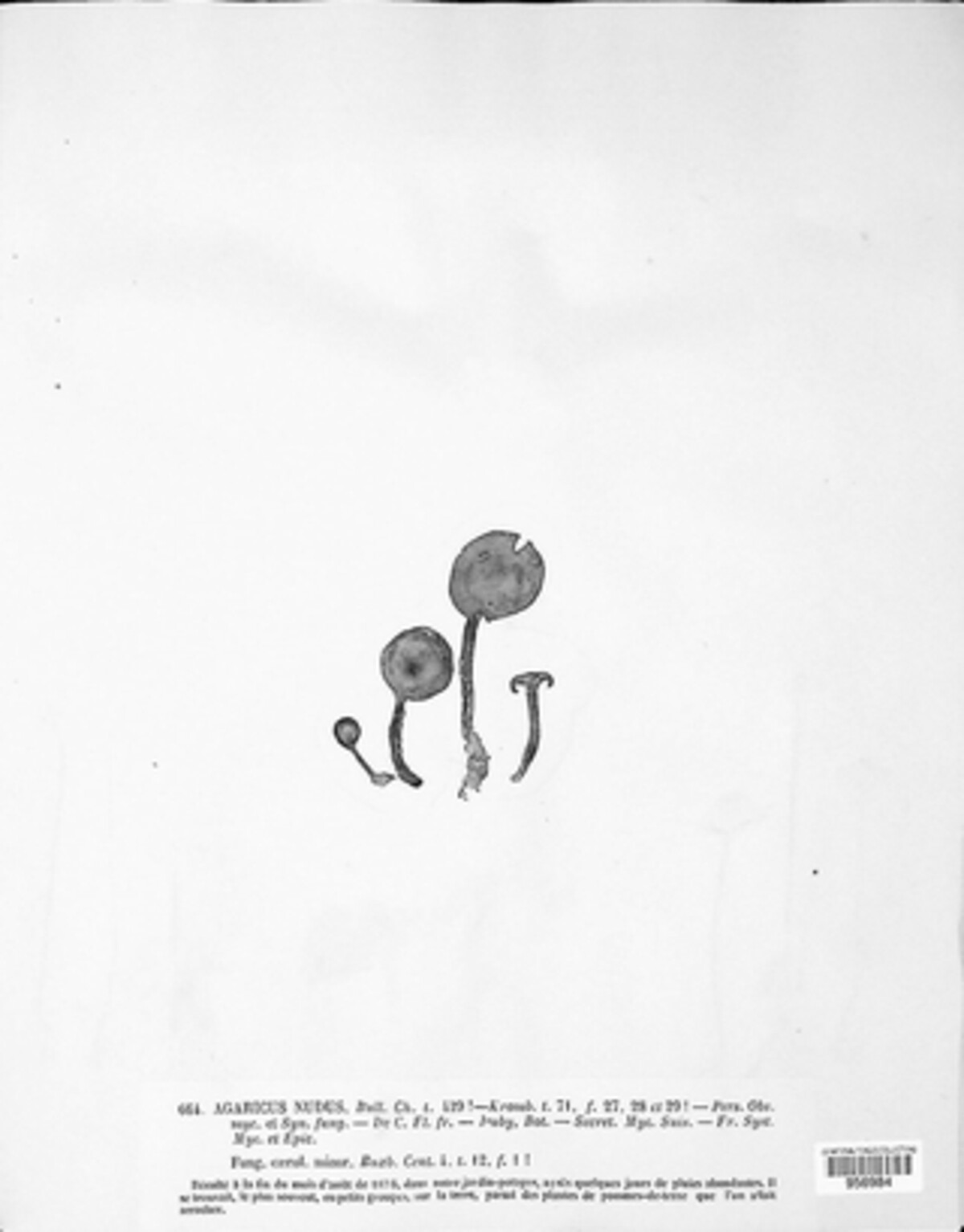 Lepista nuda image